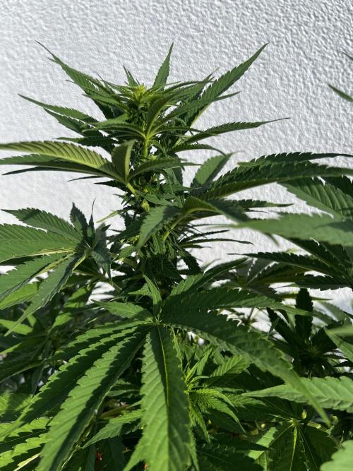1st Time Grower. Week 8 - Pot #4