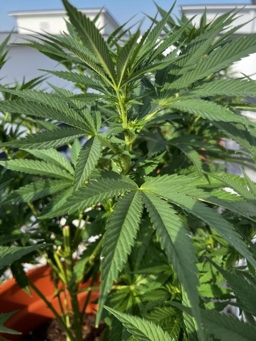 1st Time Grower. Week 8 - Pot #5