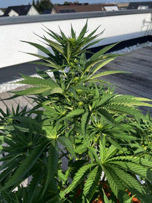 1st Time Grower. Week 8 - Pot #6