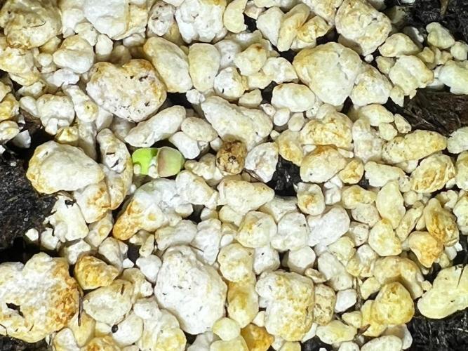 150L x 150W x 200H cm. Week 0