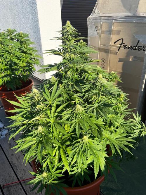 1st Time Grower. Week 9