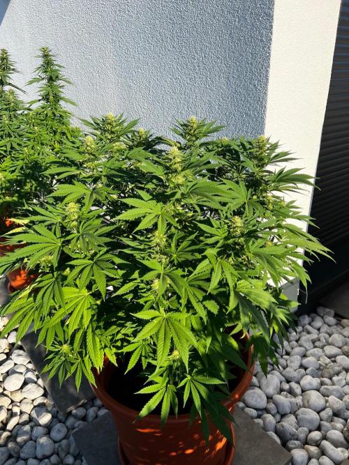 1st Time Grower. Week 9