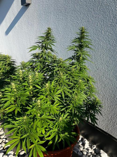 1st Time Grower. Week 9