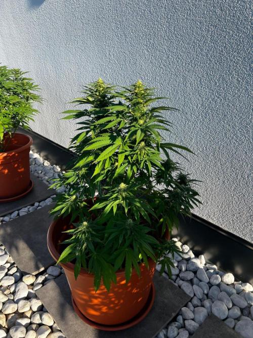 1st Time Grower. Week 9