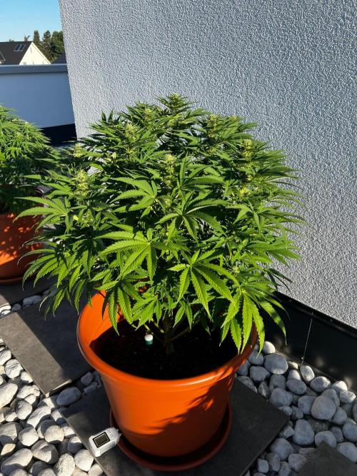 1st Time Grower. Week 9