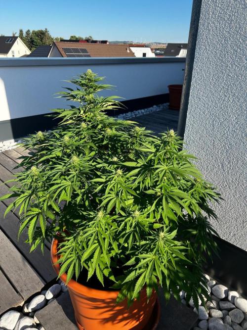 1st Time Grower. Week 9