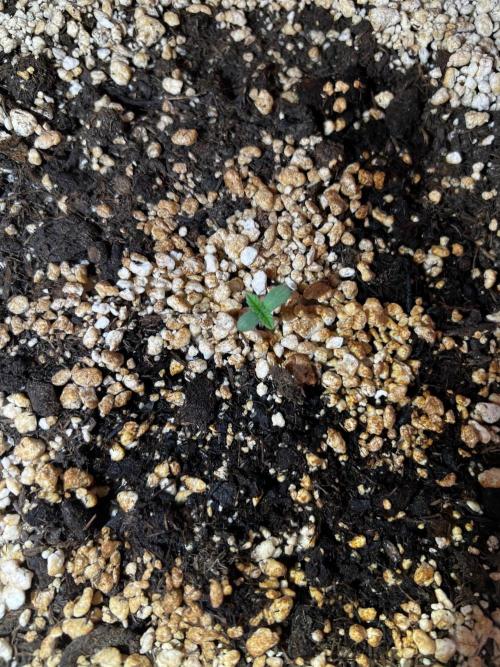 150L x 150W x 200H cm. Week 0