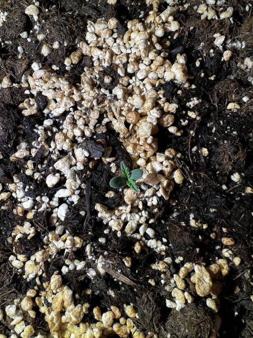 Tangerine Sugar. Week 0