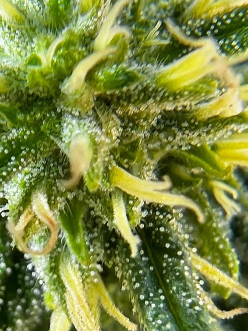 1st Time Grower. Week 9