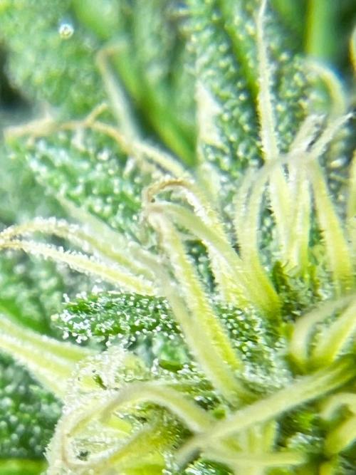 1st Time Grower. Week 9