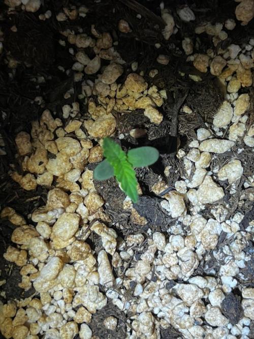 Tangerine Sugar. Week 0