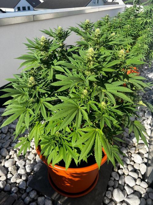 1st Time Grower. Week 10
