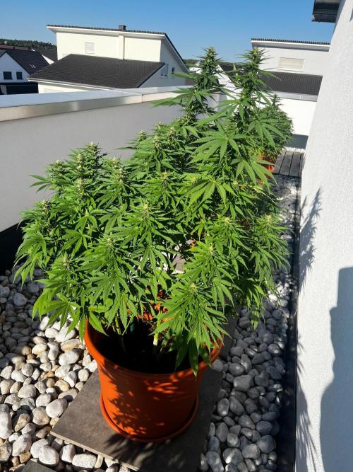 1st Time Grower. Week 10