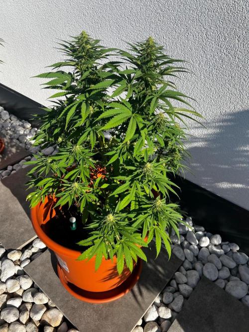 1st Time Grower. Week 10