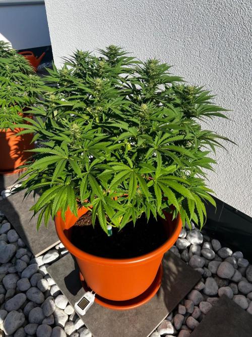 1st Time Grower. Week 10