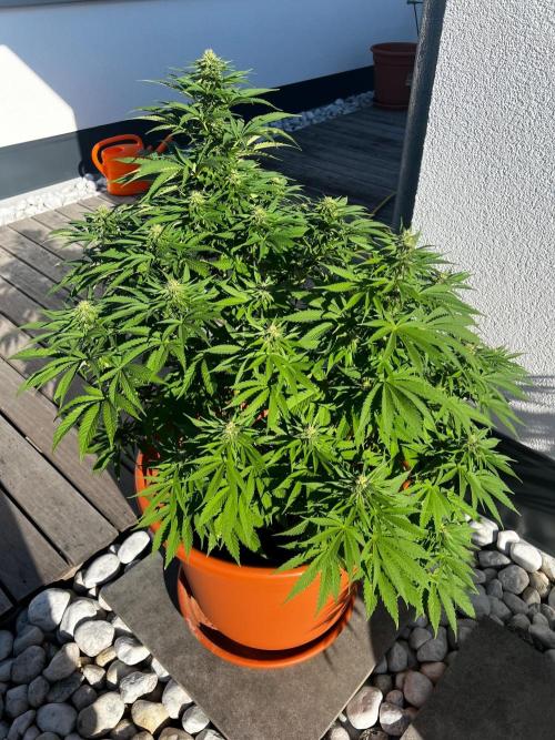 1st Time Grower. Week 10