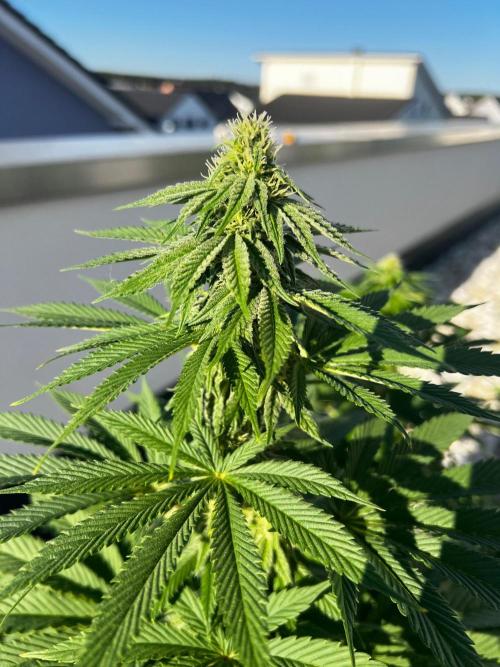 1st Time Grower. Week 10