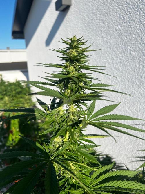 1st Time Grower. Week 10