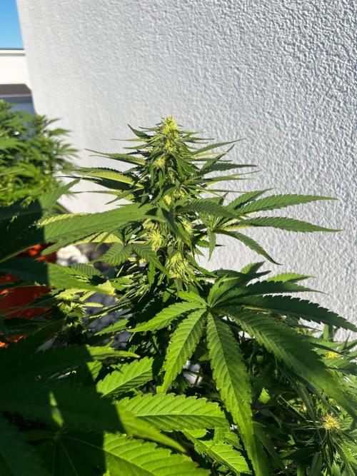 1st Time Grower. Week 10