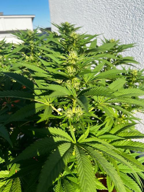 1st Time Grower. Week 10