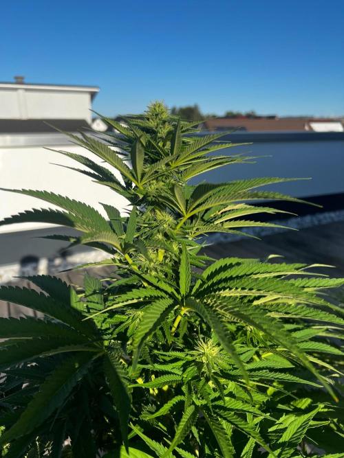 1st Time Grower. Week 10