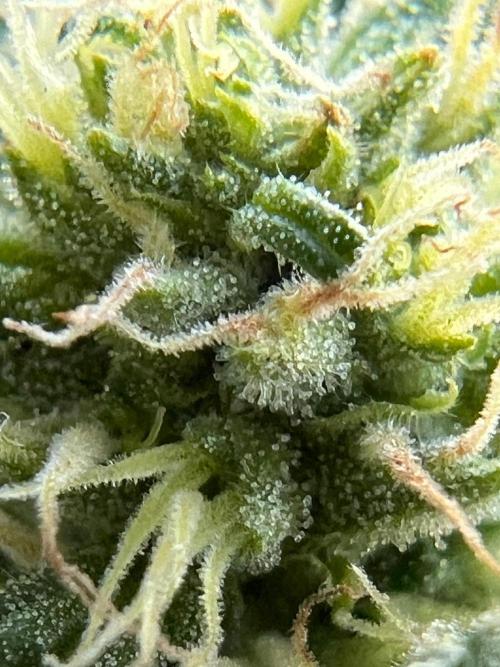 1st Time Grower. Week 10