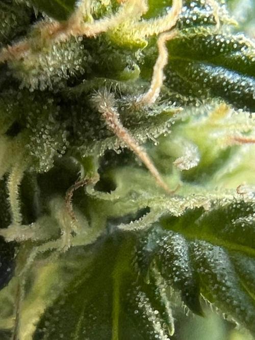 1st Time Grower. Week 10