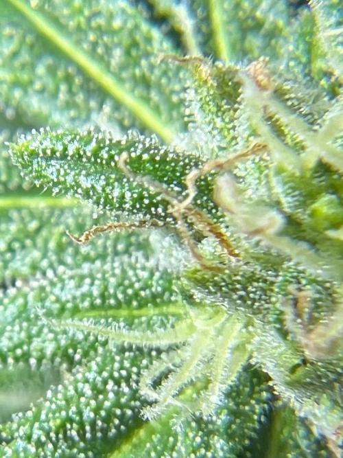 1st Time Grower. Week 10