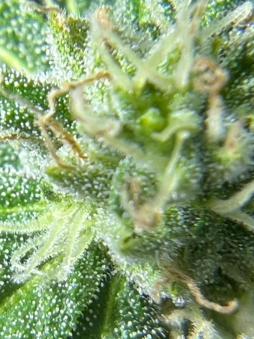 1st Time Grower. Week 10