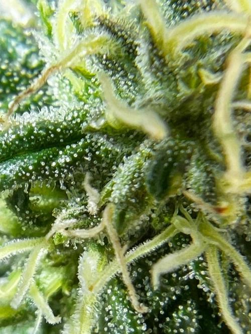 1st Time Grower. Week 10