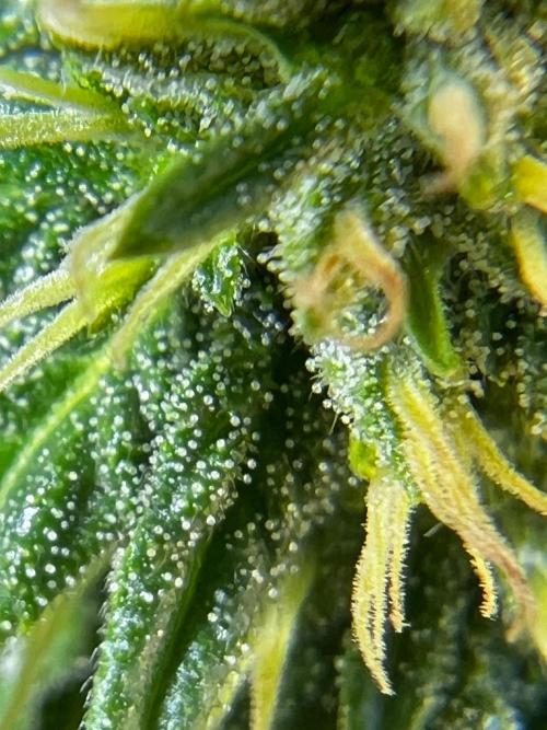 1st Time Grower. Week 10