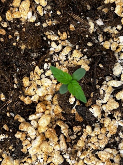 Tangerine Sugar. Week 0