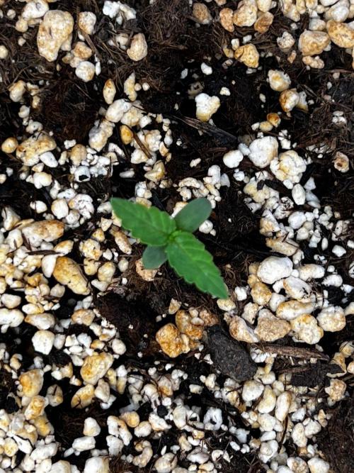 Tangerine Sugar. Week 0