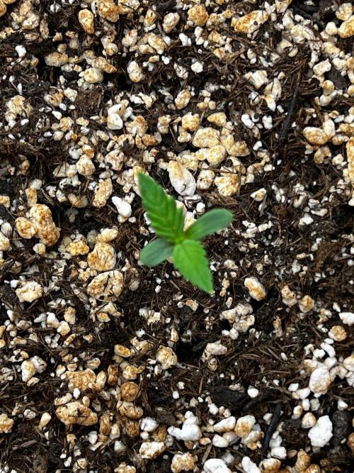 150L x 150W x 200H cm. Week 0