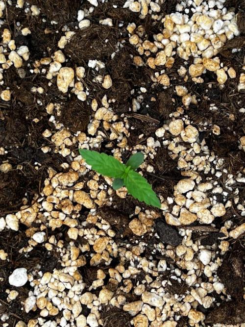 Tangerine Sugar. Week 0