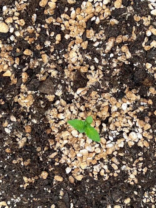 150L x 150W x 200H cm. Week 0