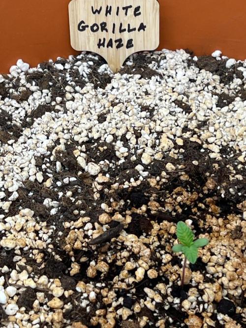 150L x 150W x 200H cm. Week 0