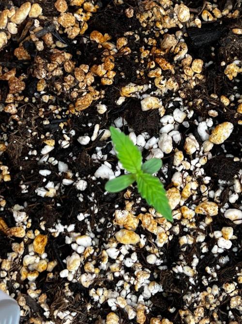 150L x 150W x 200H cm. Week 0