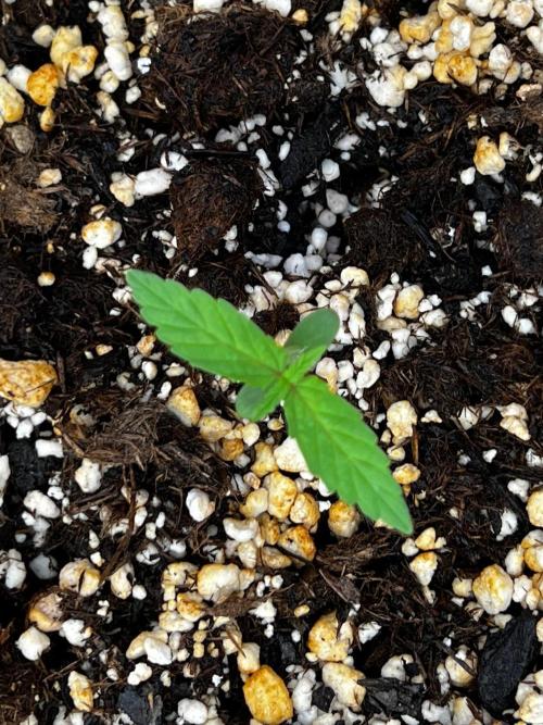 Tangerine Sugar. Week 0