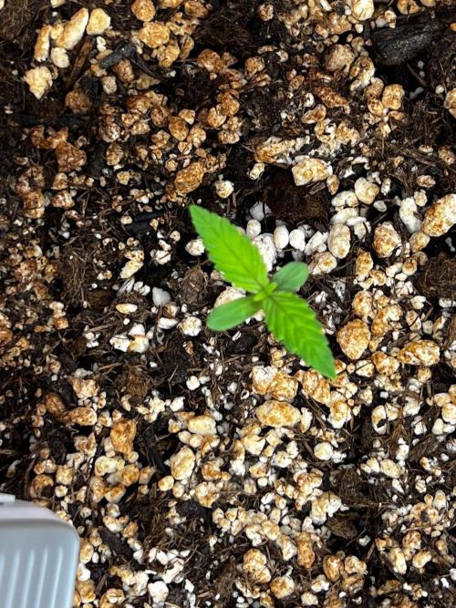 150L x 150W x 200H cm. Week 0