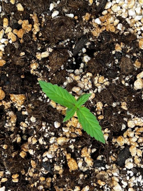Tangerine Sugar. Week 0