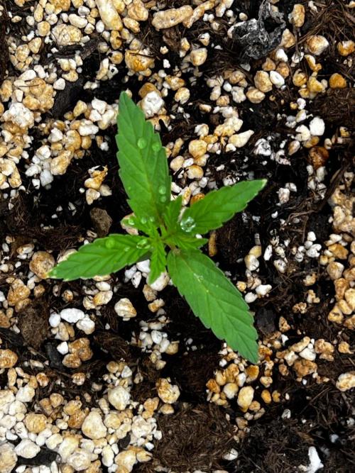 Tangerine Sugar. Week 0