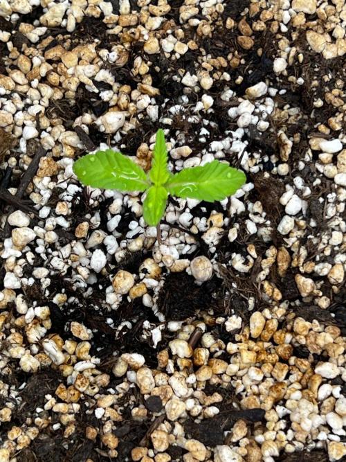 150L x 150W x 200H cm. Week 0