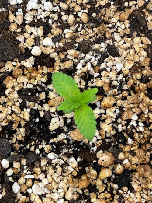 White Gorilla Haze. Week 0