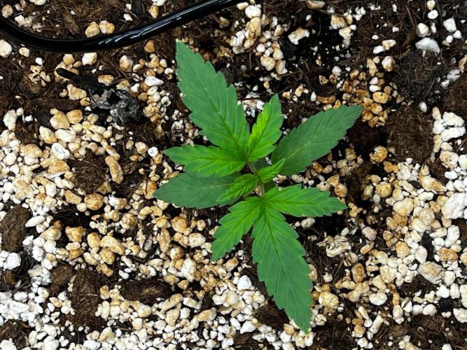 Tangerine Sugar. Week 0