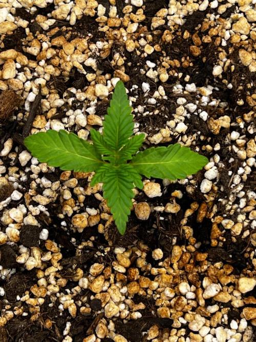 150L x 150W x 200H cm. Week 0