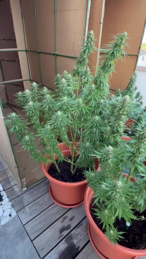 1st Time Grower
