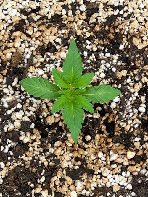 Jamaican Pearl. Week 0
