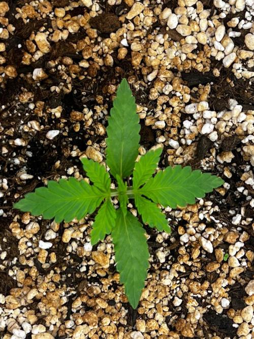 150L x 150W x 200H cm. Week 0