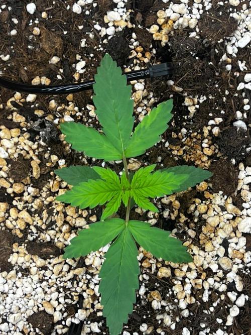 Tangerine Sugar. Week 0